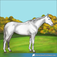 Horse Color:Gray Bay Tobiano Varnish 