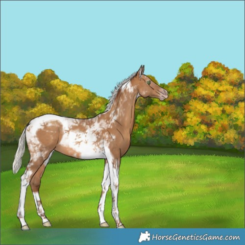 Horse Color:Gray Silver Amber Champagne Tobiano 