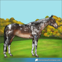 Horse Color:Gray White Spotted Brown Tobiano 
