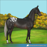 Horse Color:Gray Silver Brown Appaloosa