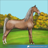 Horse Color:Gray Silver Classic Champagne 