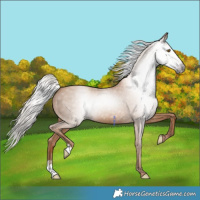 Horse Color:Gray Silver Classic Champagne