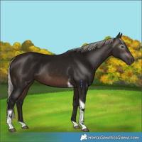 Horse Color:Gray Silver Brown Tobiano 