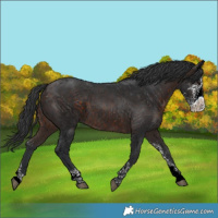 Horse Color:Brown Sabino