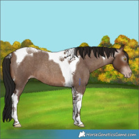 Horse Color:Gray Sable Champagne Roan Tobiano