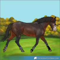 Horse Color:Bay 
