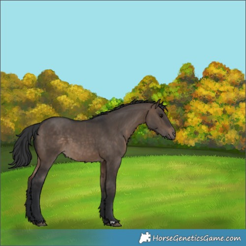 Horse Color:Brown Dun 