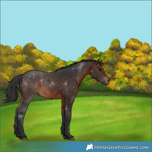 Horse Color:Brown 
