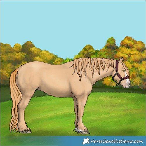 Horse Color:Gold Champagne Splash 