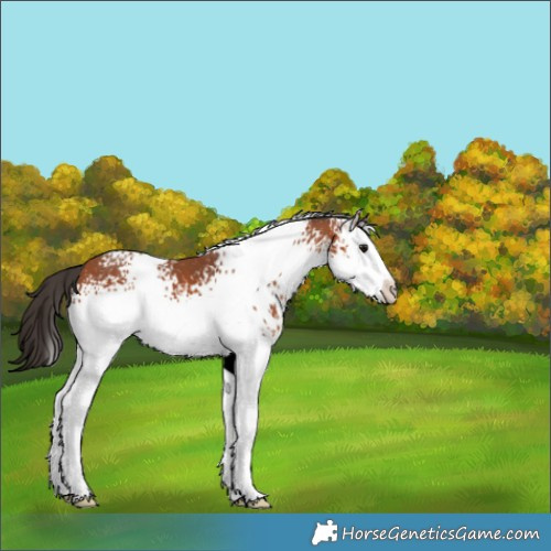 Horse Color:White Spotted Bay Sabino 