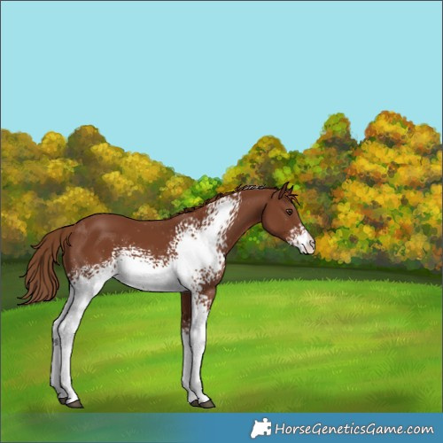 Horse Color:White Spotted Chestnut 