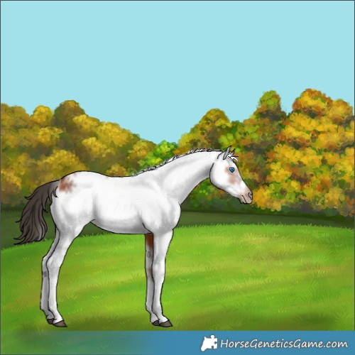 Horse Color:White Spotted Bay Frame 