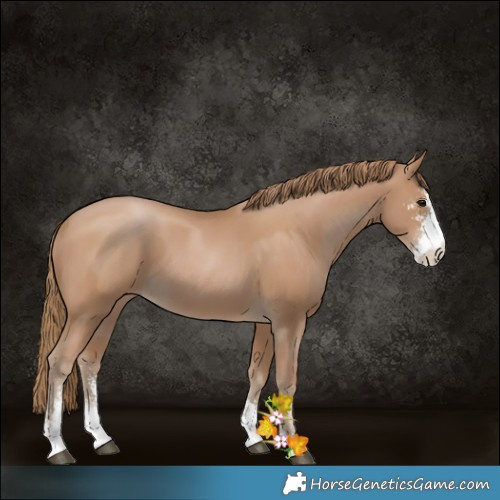Horse Color:Black Pearl Sabino 