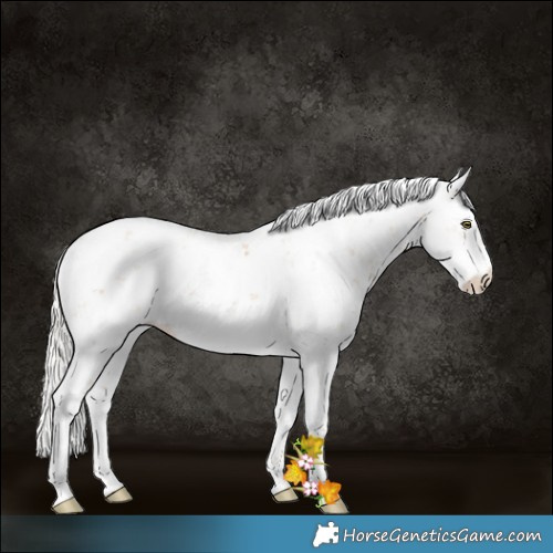 Horse Color:Silver Bay Pearl Sabino 
