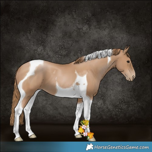 Horse Color:Black Pearl Tobiano 