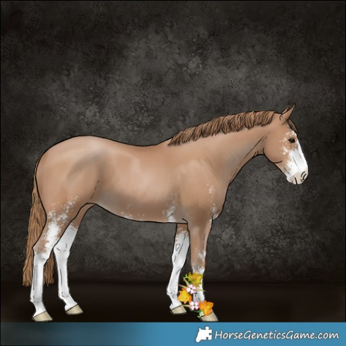 Horse Color:Black Pearl Sabino 