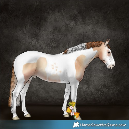 Horse Color:Bay Pearl Onyx Sabino Tobiano 