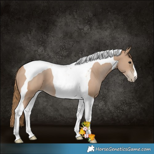 Horse Color:Black Pearl Tobiano 