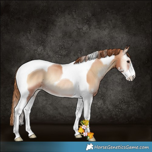 Horse Color:Brown Pearl Onyx Sabino Tobiano 