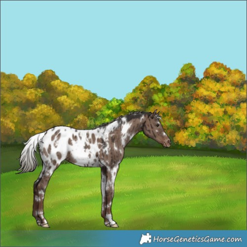 Horse Color:White Spotted Liver Red Dun Mushroom Appaloosa Brindle 