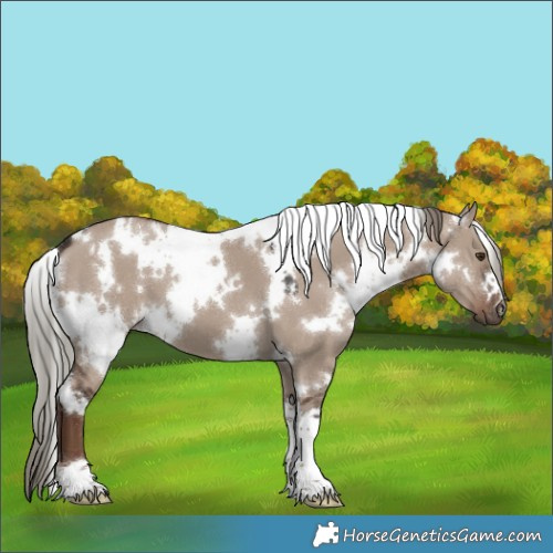 Horse Color:White Spotted Liver Red Dun Mushroom 