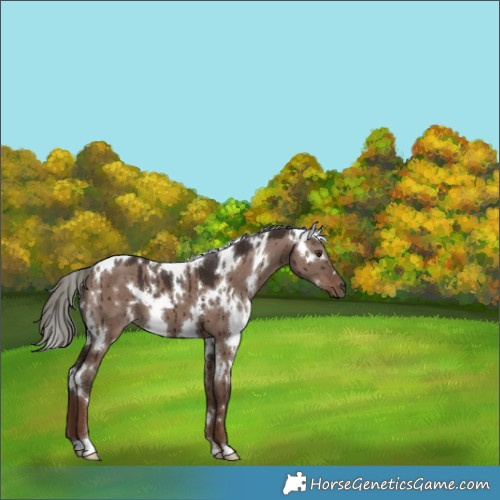 Horse Color:White Spotted Liver Red Dun Mushroom Brindle 