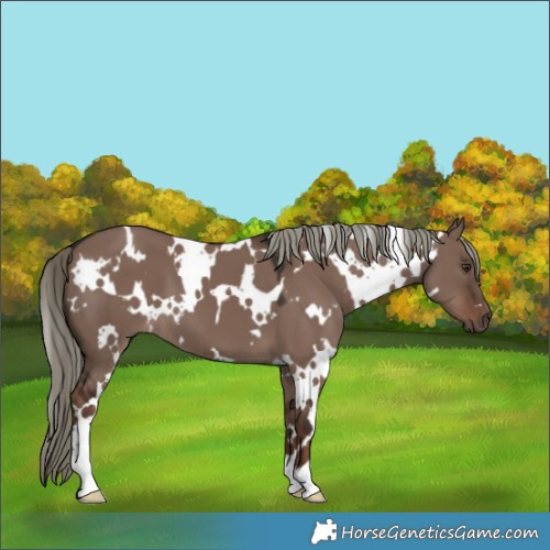 Horse Color:White Spotted Liver Red Dun Mushroom 