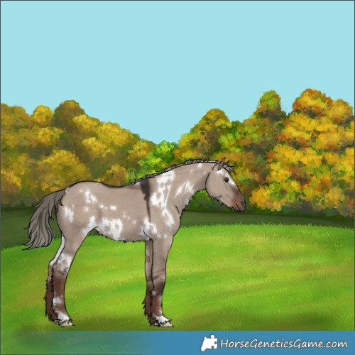 Horse Color:White Spotted Liver Red Dun Mushroom 