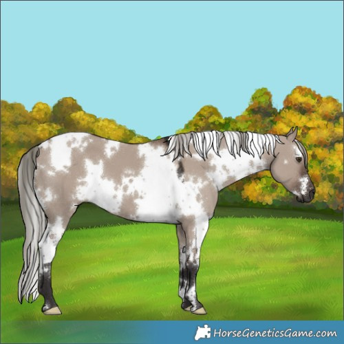 Horse Color:White Spotted Liver Red Dun Mushroom 