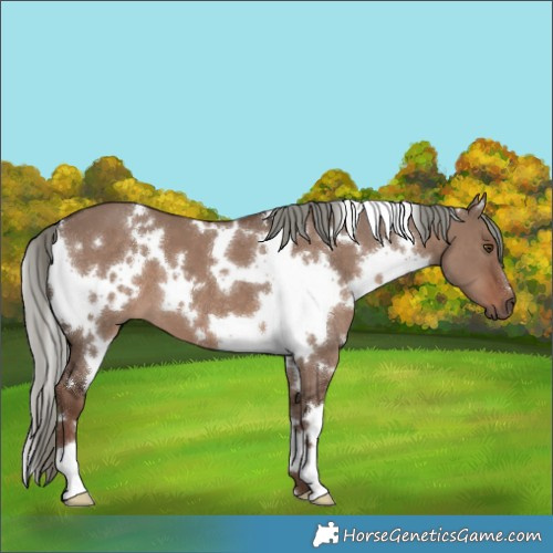 Horse Color:White Spotted Liver Red Dun Mushroom 