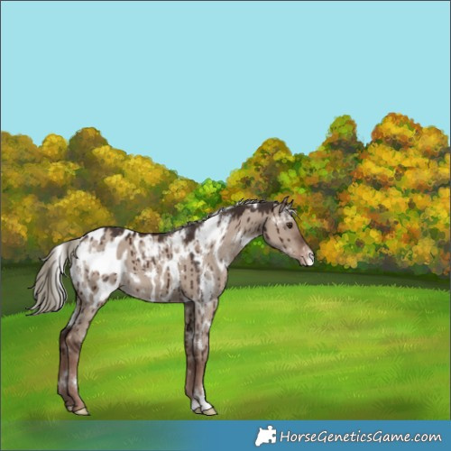 Horse Color:White Spotted Liver Red Dun Mushroom Appaloosa Brindle 