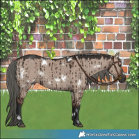 Horse Color:White Spotted Liver Red Dun Mushroom Brindle