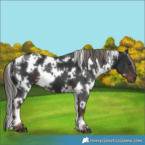 Horse Color:White Spotted Liver Chestnut Mushroom 