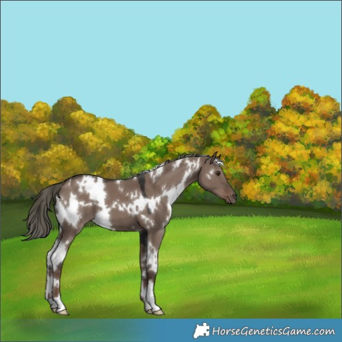 Horse Color:White Spotted Liver Red Dun Mushroom 