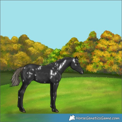 Horse Color:White Spotted Liver Chestnut Mushroom