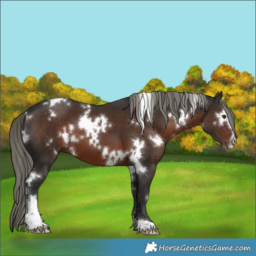 Horse Color:White Spotted Liver Chestnut Mushroom Sabino 