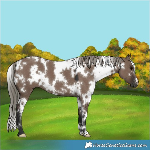 Horse Color:White Spotted Liver Red Dun Mushroom 