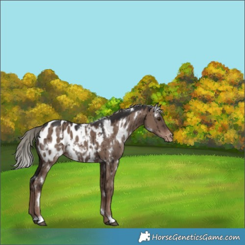 Horse Color:White Spotted Liver Red Dun Mushroom Appaloosa Brindle 