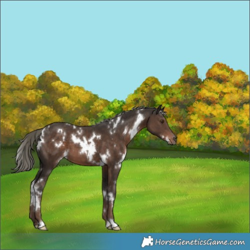 Horse Color:White Spotted Liver Chestnut Mushroom
