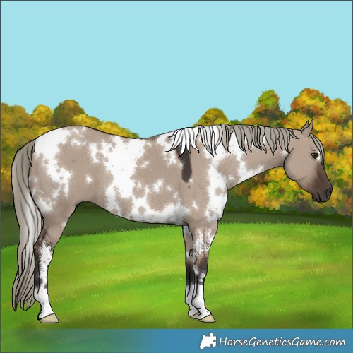 Horse Color:White Spotted Liver Red Dun Mushroom 