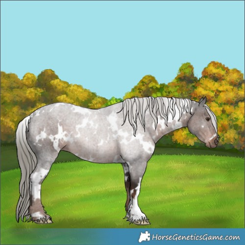 Horse Color:White Spotted Liver Chestnut Mushroom