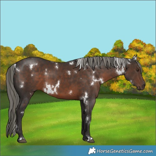 Horse Color:White Spotted Liver Chestnut Mushroom 