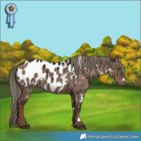 Horse Color:White Spotted Liver Red Dun Mushroom Appaloosa Brindle 