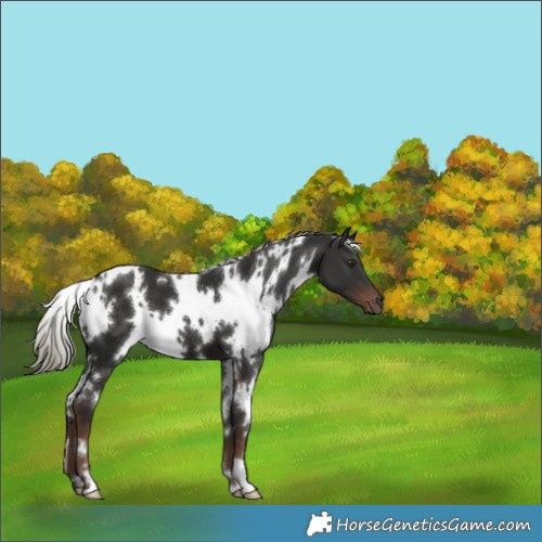 Horse Color:White Spotted Liver Chestnut Mushroom 