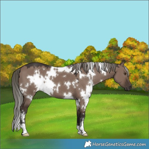 Horse Color:White Spotted Liver Red Dun Mushroom 