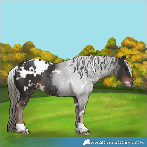 Horse Color:White Spotted Liver Chestnut Mushroom Rabicano 