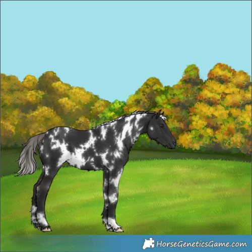 Horse Color:White Spotted Liver Chestnut Mushroom 