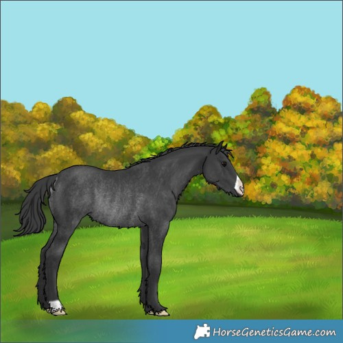 Horse Color:Black Rabicano 