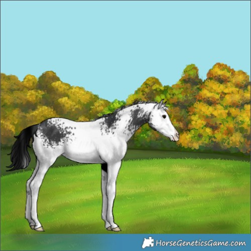 Horse Color:White Spotted Black Rabicano 