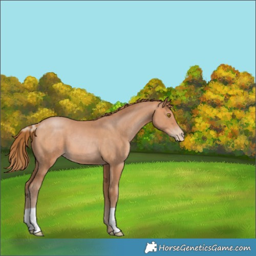 Horse Color:Bay Pearl 